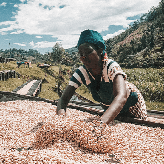 Rwanda Mugina — Dark Roast by Coffee Libre