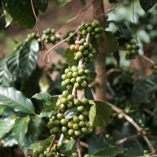 Guatemala El Tempixque — Dark Roast