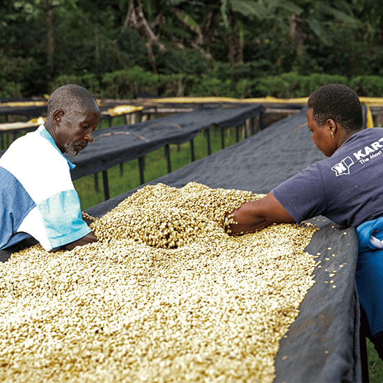 Kenya Mugaya — Medium Dark by Coffee Libre
