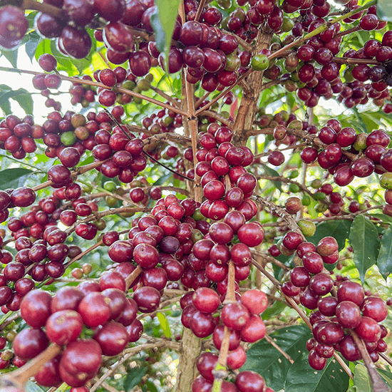 Ethiopia Yirgacheffe Halo Beriti Natural Decaf