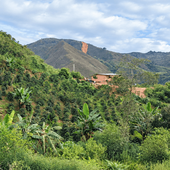 Peru La Catarata — Medium Dark Roast by Coffee Libre
