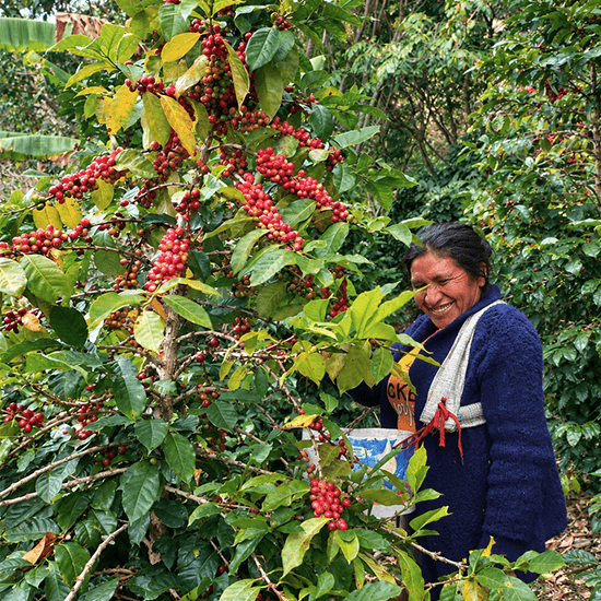 Peru La Shapa Typica by Coffee Libre