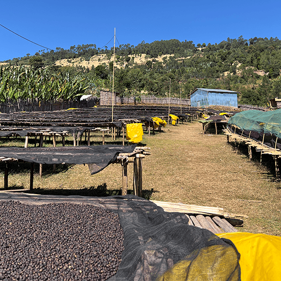 Ethiopia Sidamo Bensa Murago Bekele Kachara Natural by Coffee Libre