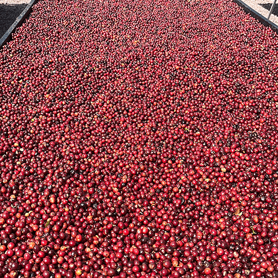Costa Rica Micepa La Pradera Villalobos Natural by Coffee Libre