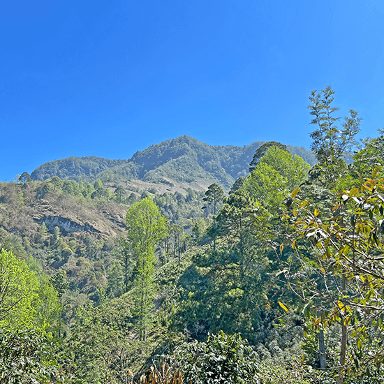 Honduras La Chula Pacamara by Coffee Libre