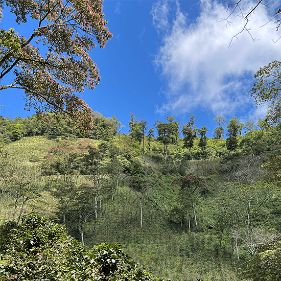 Goldmund Honduras La Reina Geisha by Coffee Libre