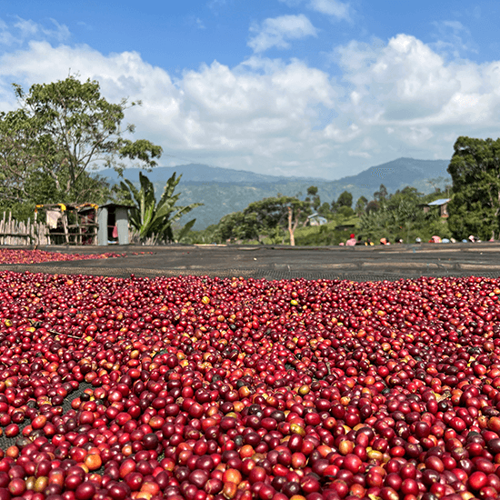 Ethiopia Nensebo Tadesse Degife Natural by Coffee Libre