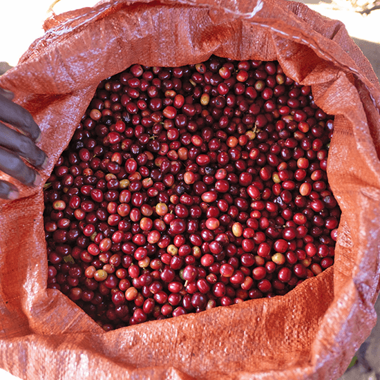 Ethiopia Guji Uraga Feleke Jemberu Natural by Coffee Libre