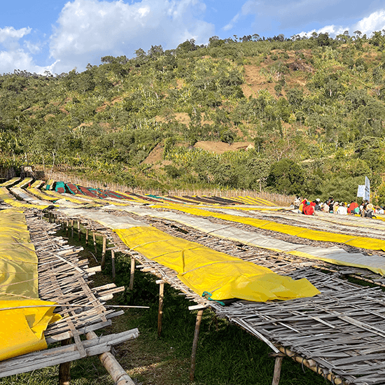 Ethiopia Sidamo Bensa Duba Decaf — Goldmund Collection by Coffee Libre
