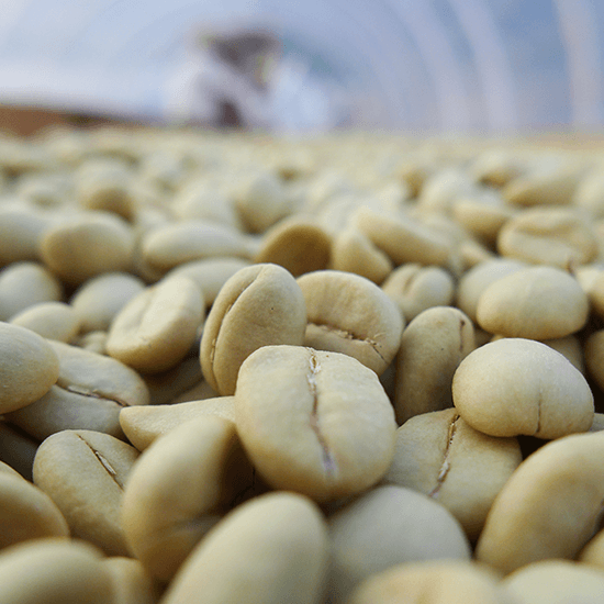 Honduras La Ladera Geisha — Light Roast by Coffee Libre