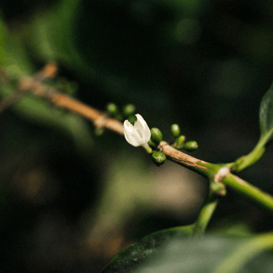 Guatemala Bethel — Dark Roast by Coffee Libre