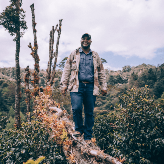 Nicaragua Finca Libre SL34 by Coffee Libre