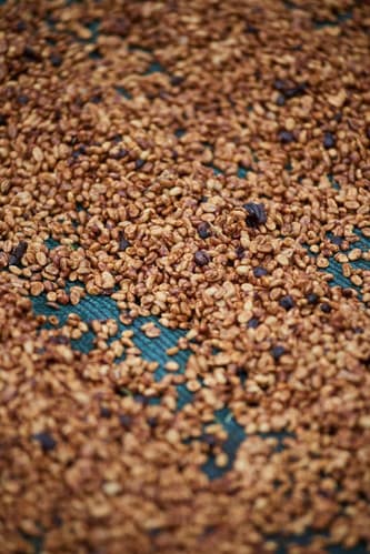 Costa Rica San Roque Yellow Honey by Belux Coffee Roasters