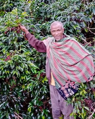 Ethiopia Guji Grade 1 Natural Single Farm Project by Belux Coffee Roasters