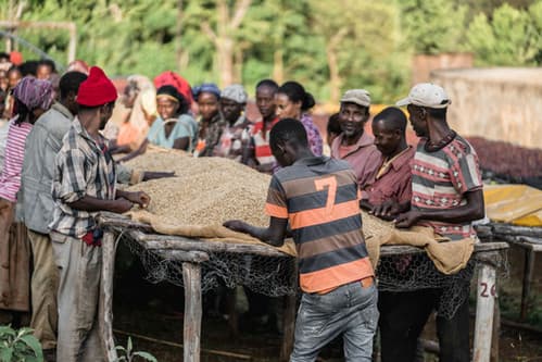 Ethiopia Yirgacheffe G1 Natural - Chelchele by Belux Coffee Roasters