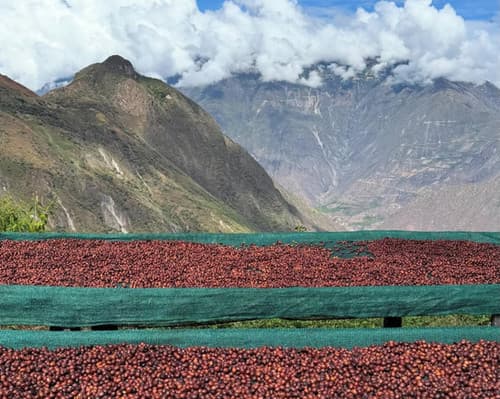 Peru Tabaco Pampa SL-09 Inca Geisha by Belux Coffee Roasters