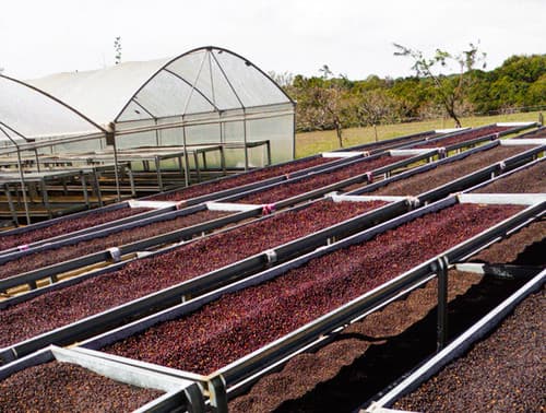 Panama Geisha Coffee - Hacienda La Esmeralda Special Natural - Portón 3NB by Belux Coffee Roasters