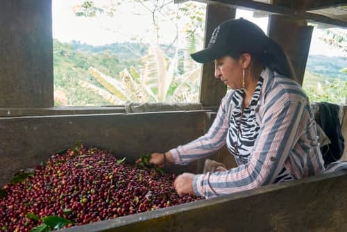 Colombia Cauca - ASMUCAFE Women Producers by Belux Coffee Roasters