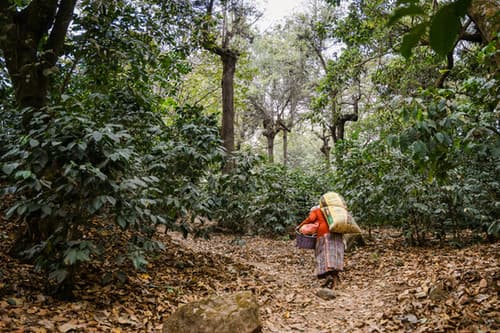 Guatemala Santa Felisa Red Pacamara Natural by Belux Coffee Roasters