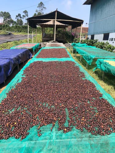 Espresso Collection - West Java Sunda Badak Washed by Belux Coffee Roasters
